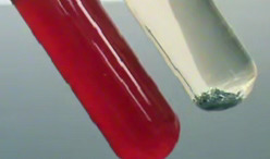 Nitrate Reduction Test